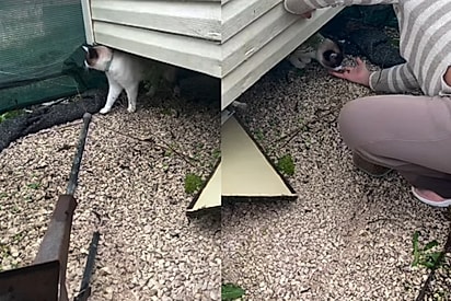 O felino estava escondido, assustado.