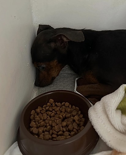 Vitória só conseguia comer quando a comida era oferecida diretamente na boca.