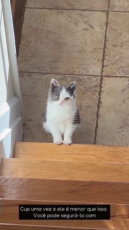 Kermit pesa apenas 900 gramas.