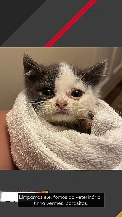 O felino estava debilitado quando foi encontrado.