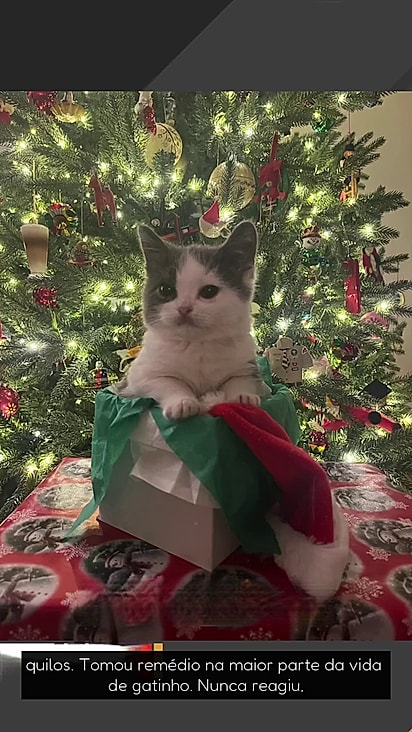 O gatinho assustou os tutores quando parou de crescer.