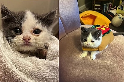 Ele simplesmente parou de crescer: Jovem adota gatinho sem saber que ele era anão e ele se torna seu melhor companheiro