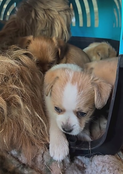 Os filhotes de Pucca. 