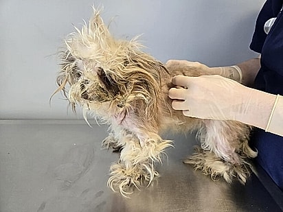 A equipe ficou chocada com a condição da cachorrinha shih-tzu, com o pelo todo sujo. 
