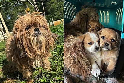 Mais um shih tzu nas mãos erradas: Cena de mãe magrinha protegendo seus 5 filhotes corta o coração de protetora