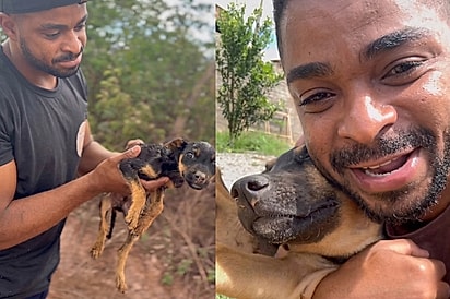 Olha como ele está hoje: Alegria de homem ao mostrar recuperação de filhotinho que encontrou na estrada emociona