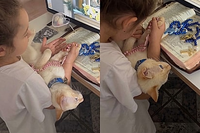 “Ela segurando o terço e a patinha”: Mãe emociona ao contar por que filha correu com gatinho para a frente da TV