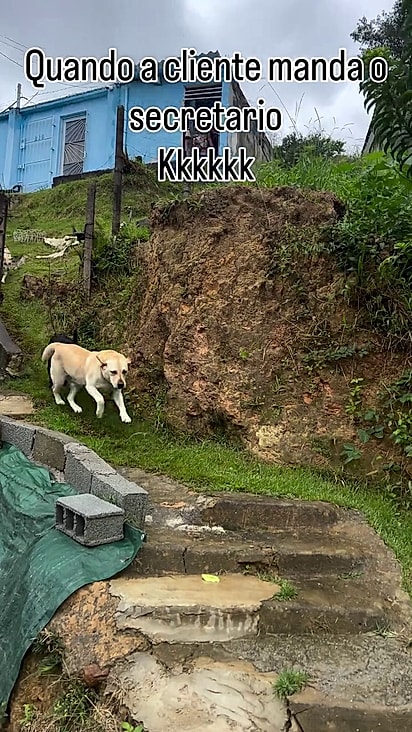 O caramelo está acostumado com a tarefa.