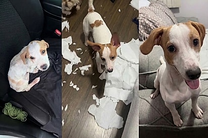 “Na rua, parecia tão calminho”: Encontrado tremendo e sem reagir, Tunico surpreende ao revelar sua real personalidade