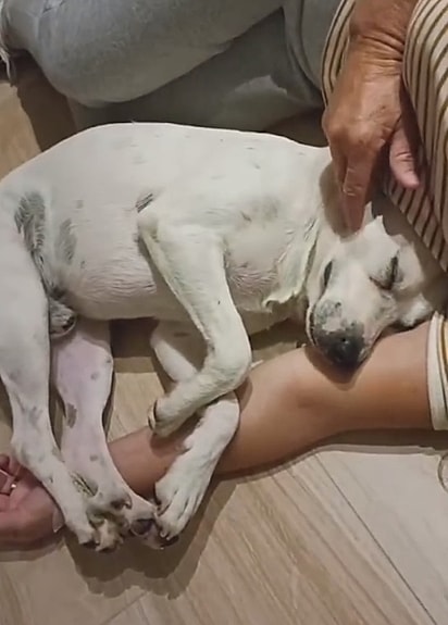 O casal agora pretende adotar o cão.