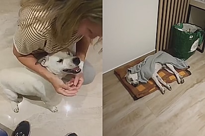 “Ele se hospedou com a gente”: casal encontra cachorro em viagem e vive história emocionante