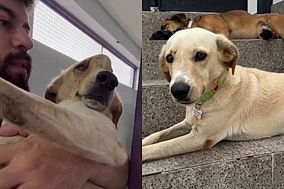 Olha esse bebezão aqui no meu colo: Protetor não entende por que cão gentil, que venceu grave problema, segue sem lar