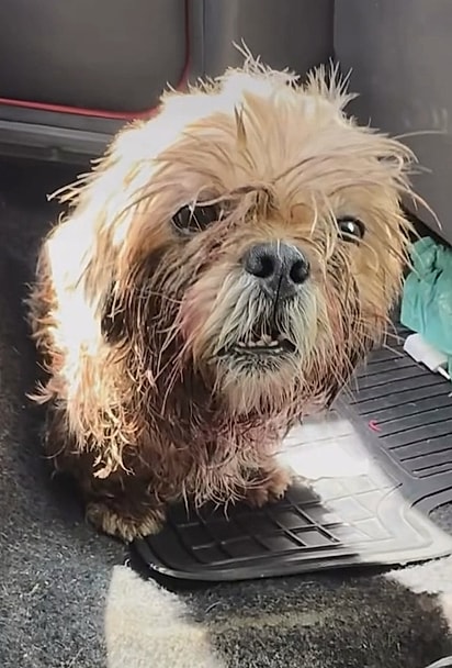 Ele estava sujo, molhado, com fome, frio, sangrando e muito assustado.