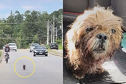 Disseram que só restava desistir… mas eles escolheram lutar: Cachorrinho ferido cruza caminho de família e tem destino transformado