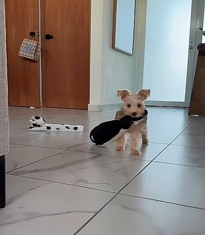 Oliver, um filhote de Schnauzer Miniatura