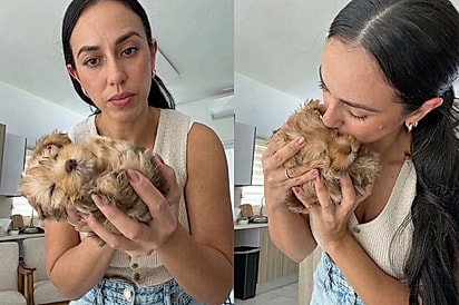 O que eu faço com isso: Moça mostra filhote de Schnauzer miniatura e fofura encanta um bichinho de pelúcia que respira