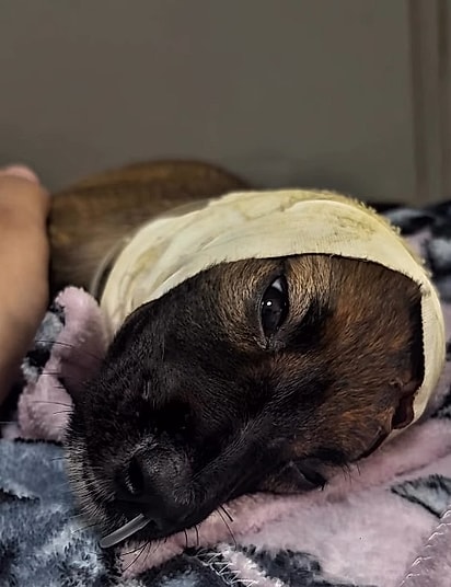 Lua precisou ser alimentada por sonda.