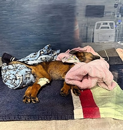 Lua sentia muita dor.