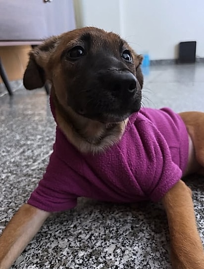 Após a cirurgia ela começou a prosperar.