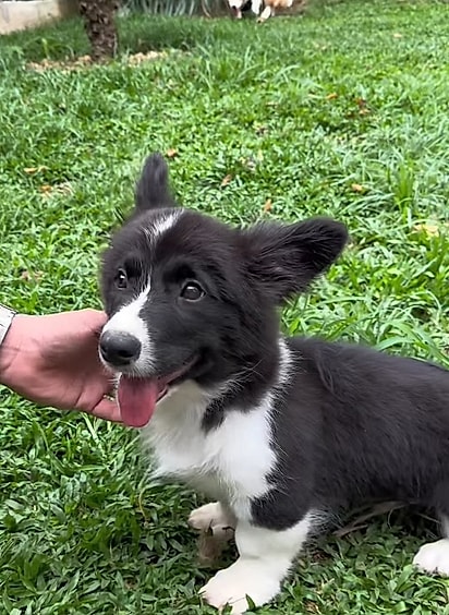 Baguete é um corgi muito amoroso.