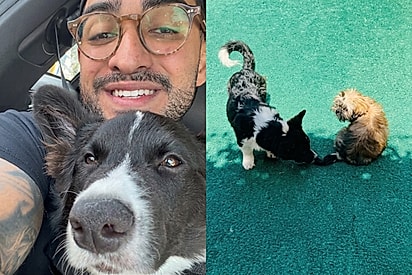“Ele percebeu que o amigo não enxergava”: Atitude de corgi emociona professora da creche e enche tutor de orgulho