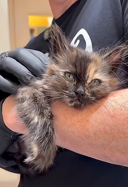 Zoe é uma gatinha guerreira que venceu um dos momentos mais difíceis da sua vida e hoje prova que amor e cuidado fazem milagres.