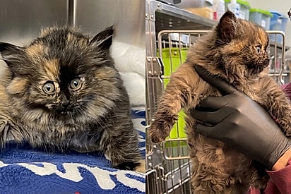 “Foi o caso mais estranho que já vi”: Gata chega a abrigo parecendo um balão prestes a estourar e assusta equipe