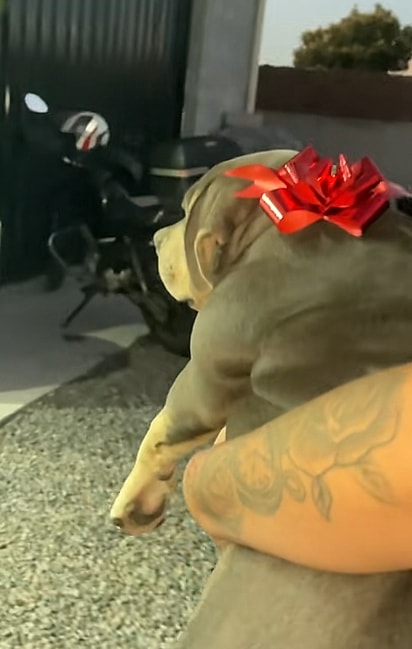 Pandora, uma pitmonster de 4 meses.