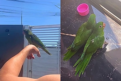 “Coragem, você consegue”: Ave hesita em voar e soltar a mão de quem a salvou até ouvir palavras que mudam tudo