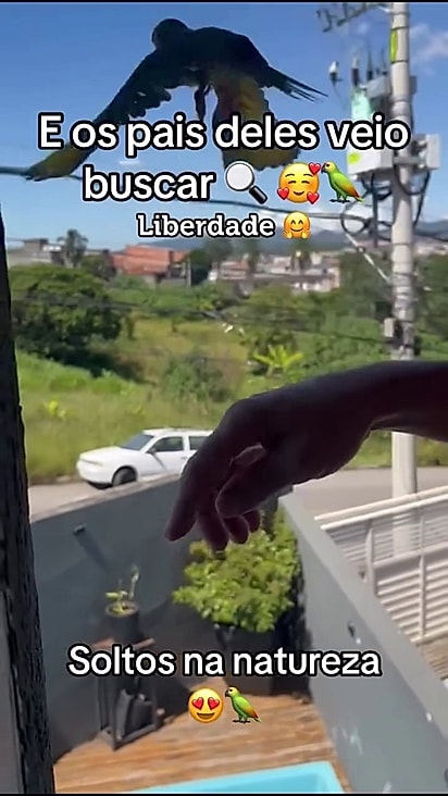 Após reabilitação voaram para o habitat natural.