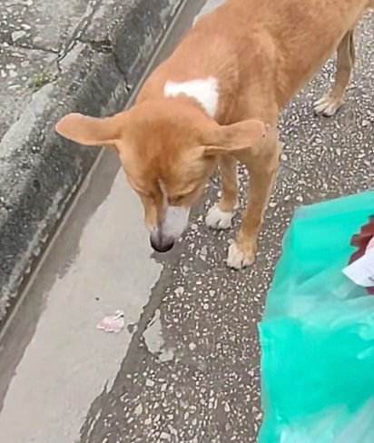 O cão parecia encarar o pé do motoqueiro.