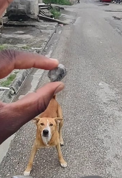 Ele estava interessado na pedra.