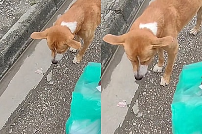 “Obrigado por brincar com ele”: Motoboy acha que caramelo queria persegui-lo, mas descobre que ele só queria um amigo