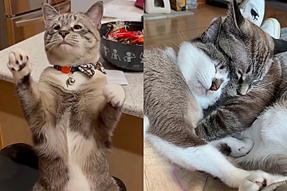 “Ele envolve a irmã com a patinha”: Gatos com deficiência visual dormem abraçadinhos e gesto emociona tutora