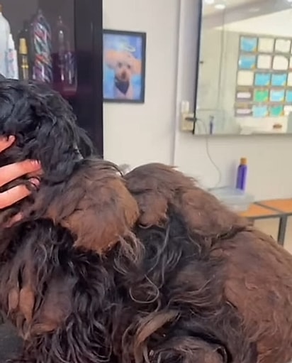 Os dois cães estavam com os pelos completamente embolados.