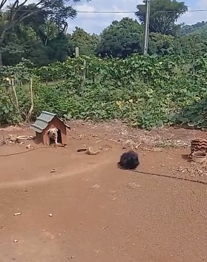 Os cães passaram anos presos por correntes.