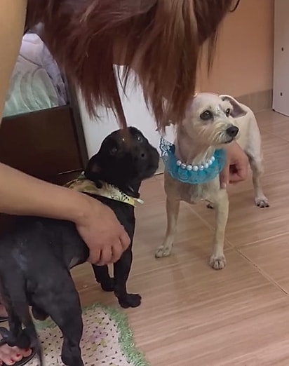 A expectativa é que Neguinho e Luna sejam adotados juntos. 