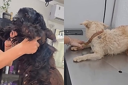 Os cães foram encaminhados para atendimento veterinário.