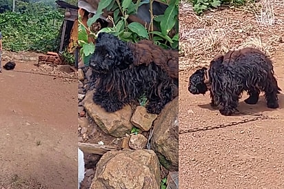 Eles ficaram lindos: Após vida presos em casas de lata, cães revelam beleza escondida sob quilos de pelos