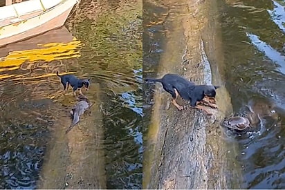 Nem em filme: cachorrinha e ariranha criam amizade improvável que surpreende até quem convive.