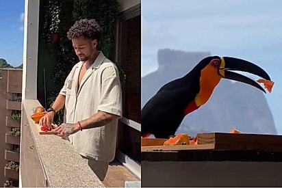 Na varanda de casa, rapaz prepara café da manhã para pássaros — e então é surpreendido pelas mais diferentes espécies.