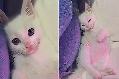 Gatinho dorme ao som da voz da tutora e cena encanta: “Com essa voz até eu quero dormir”