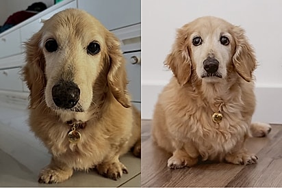 Golden Anão? Goldenicha?: Conheça Chiquinho, cachorrinho que ficou famoso por ser um goldinho que não é goldinho.