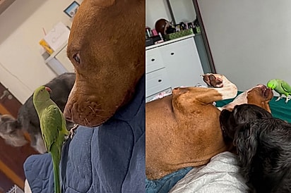 Como é possível ele falar isso?: Pássaro bom de lábia aprende a pedir beijinho para pitbull, e ela fica toda derretida
