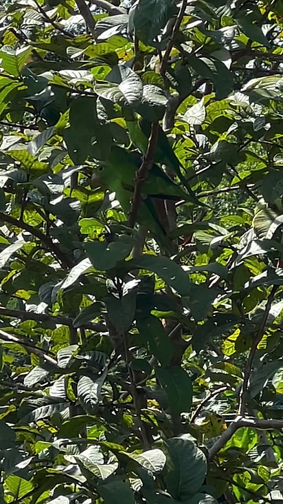 Parecia que a canção era para os periquitos.