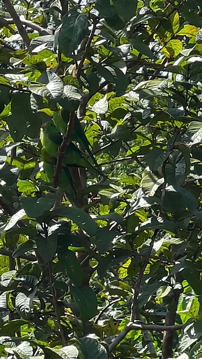 Evandro conseguiu registrar as aves dançando com a música.