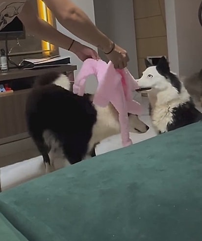 Um bebê traz estímulos completamente diferentes de uma boneca ou de uma roupa.