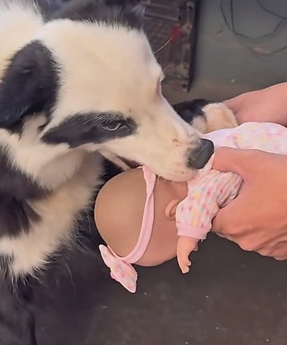 Os cães entendem que uma boneca não é um bebê de verdade.