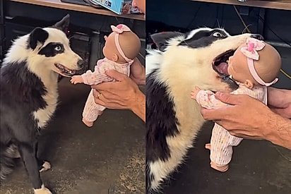 Antes do bebê nascer, cães passam por teste inusitado com boneca e resultado é muito diferente do esperado