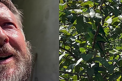 Olha pai, o periquito está dançando: Homem escutava música sobre três passarinhos felizes e cena mágica acontece